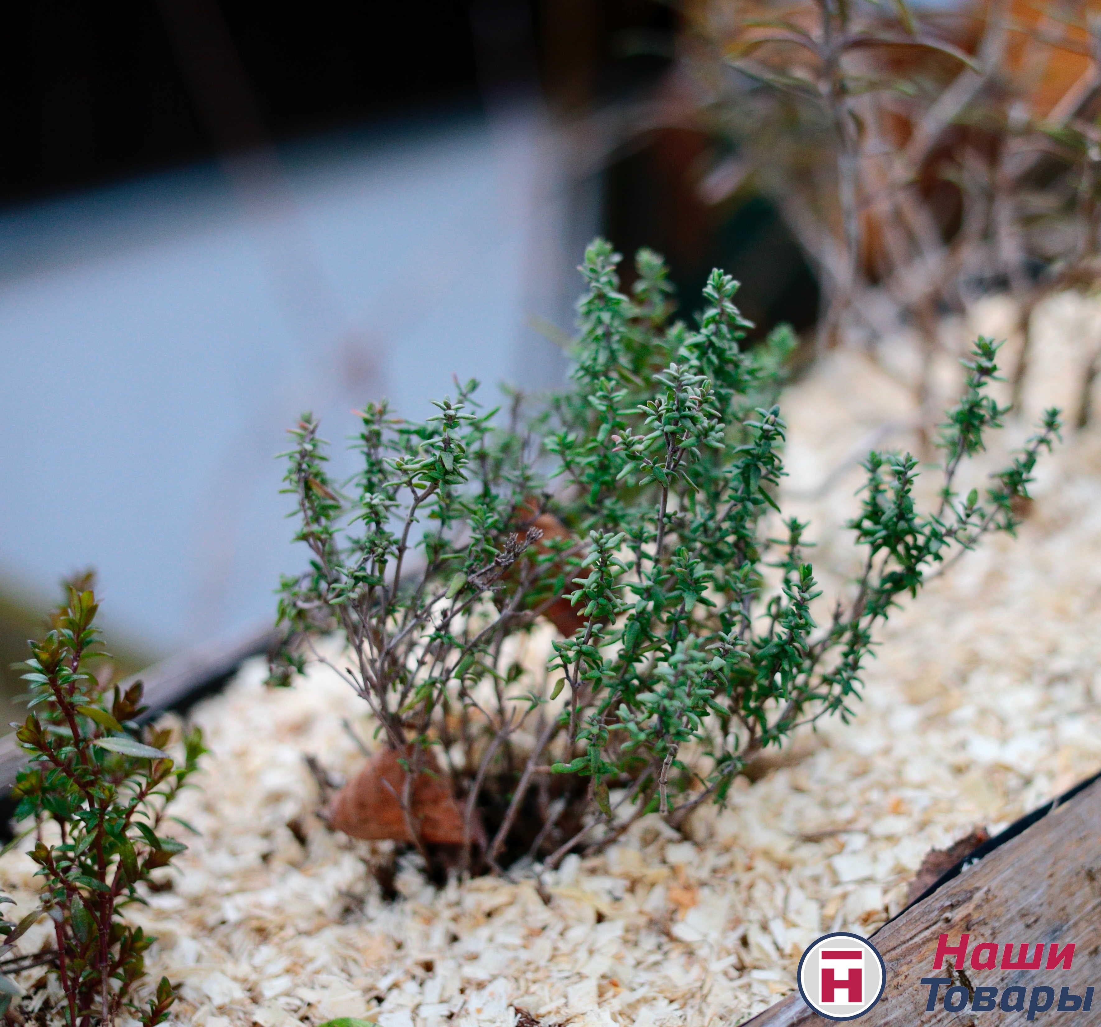 опилки растение