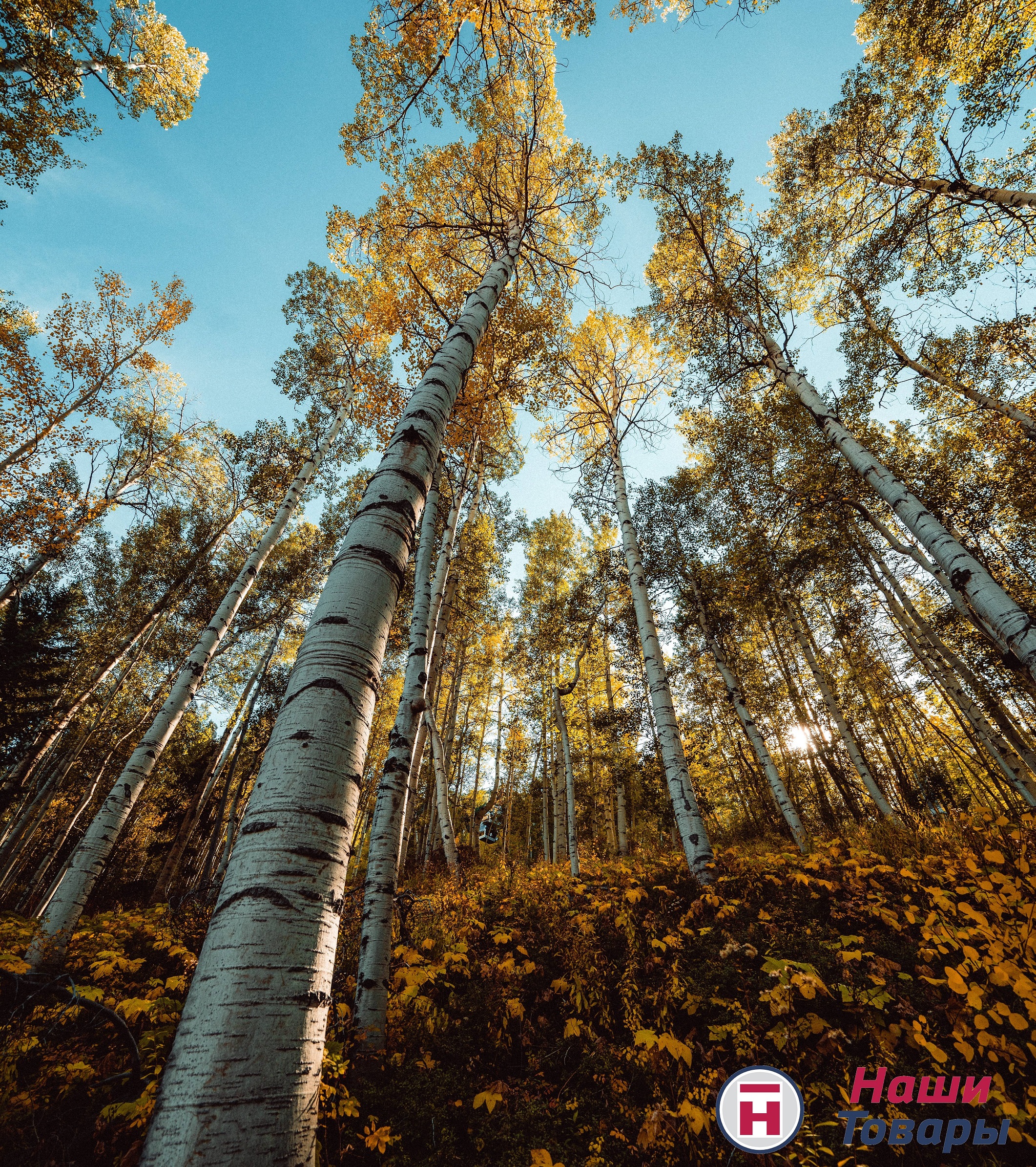 осень берёзы деревья