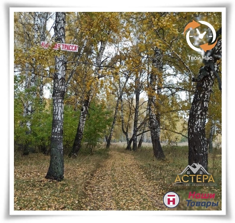 лес уборка экология