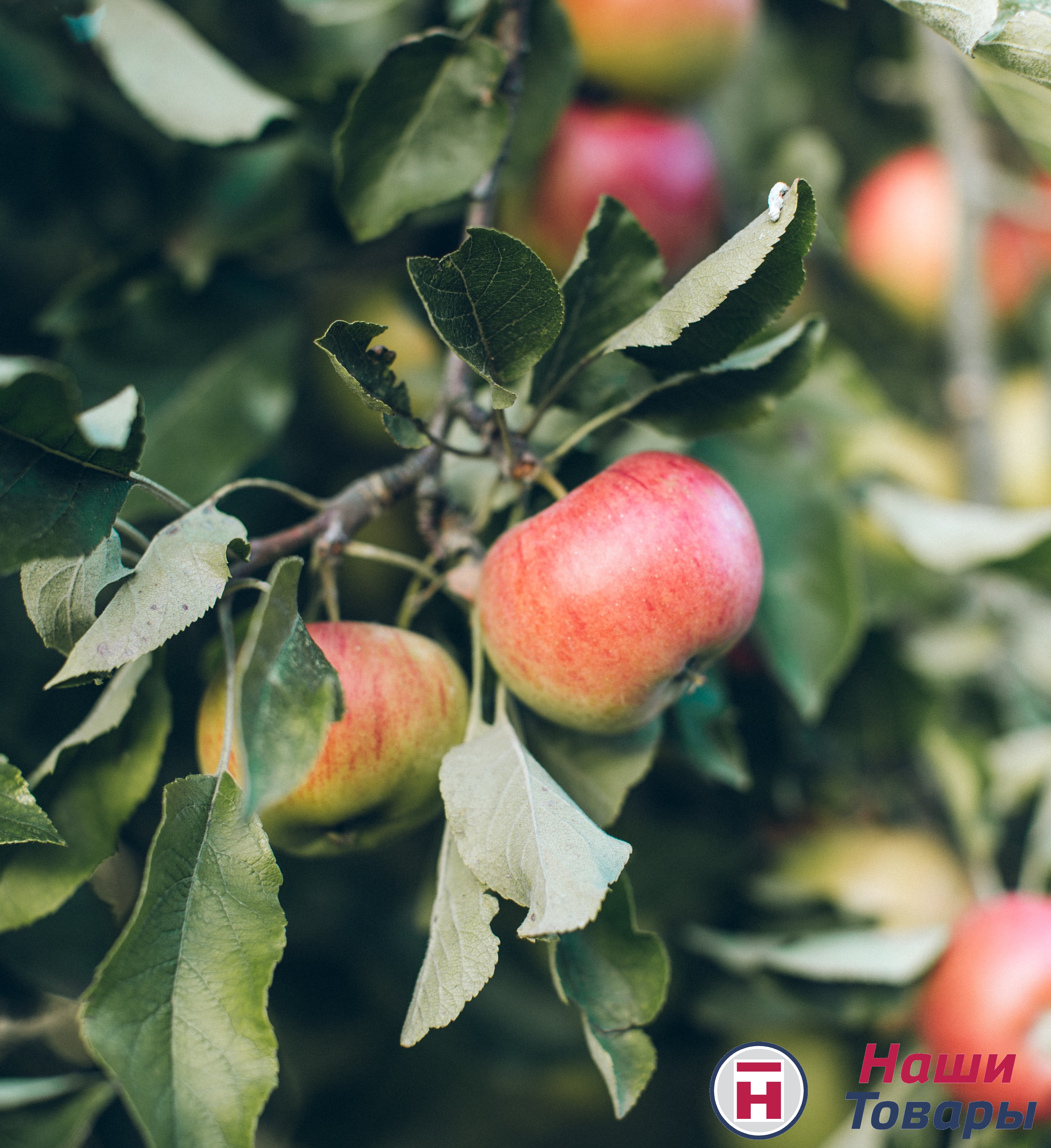 яблоки яблоня