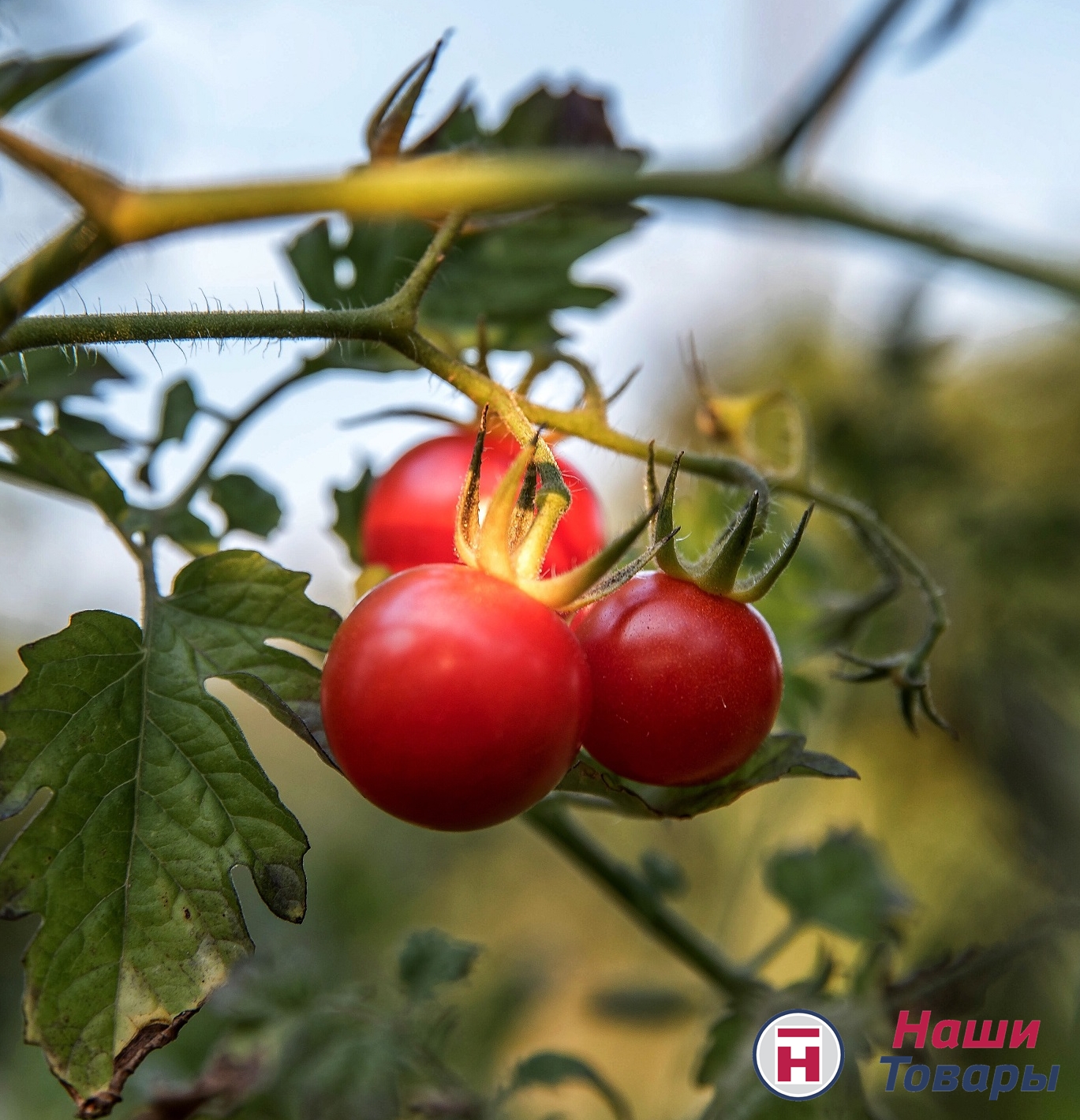 томаты помидоры