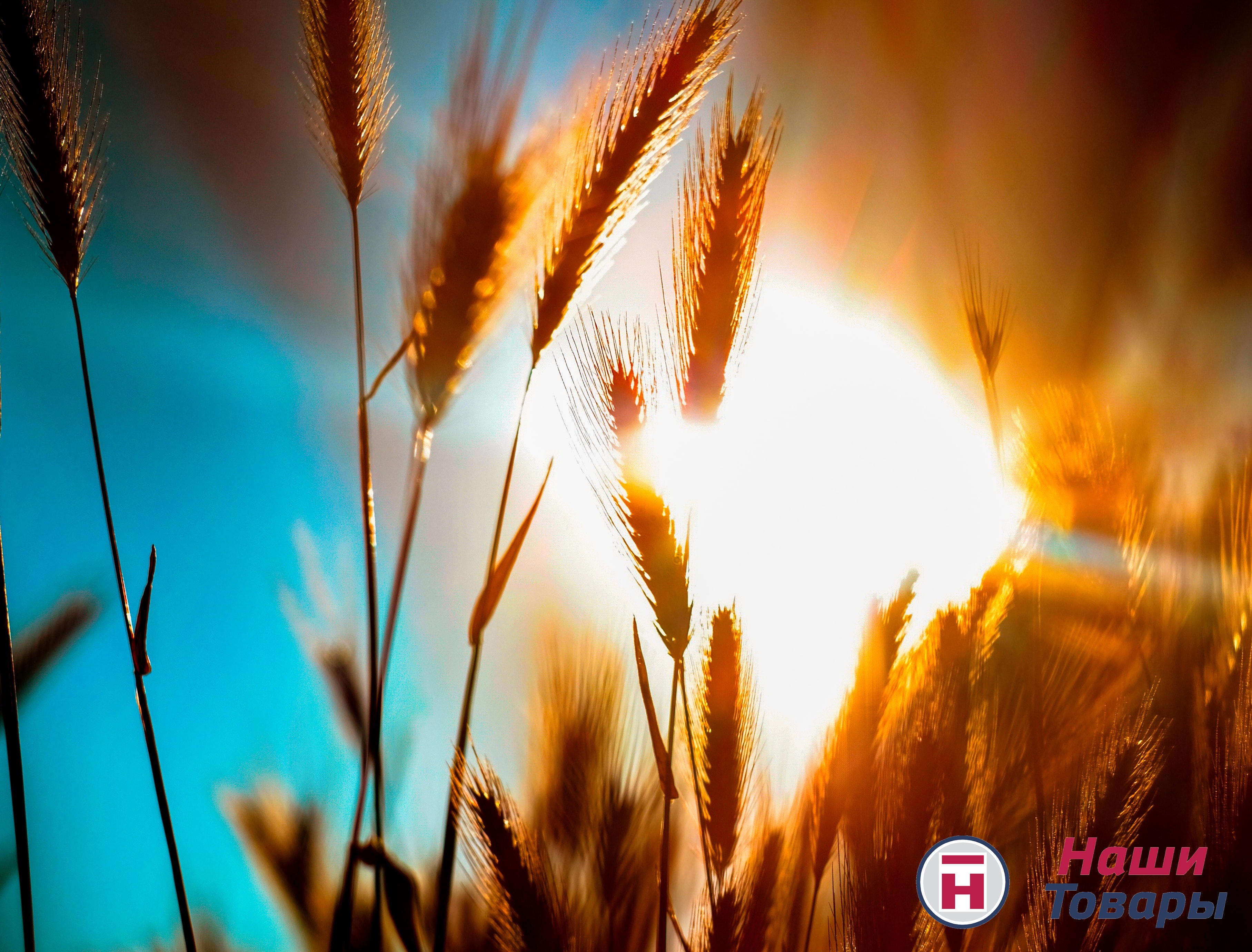 природа осень пшеница солнце 