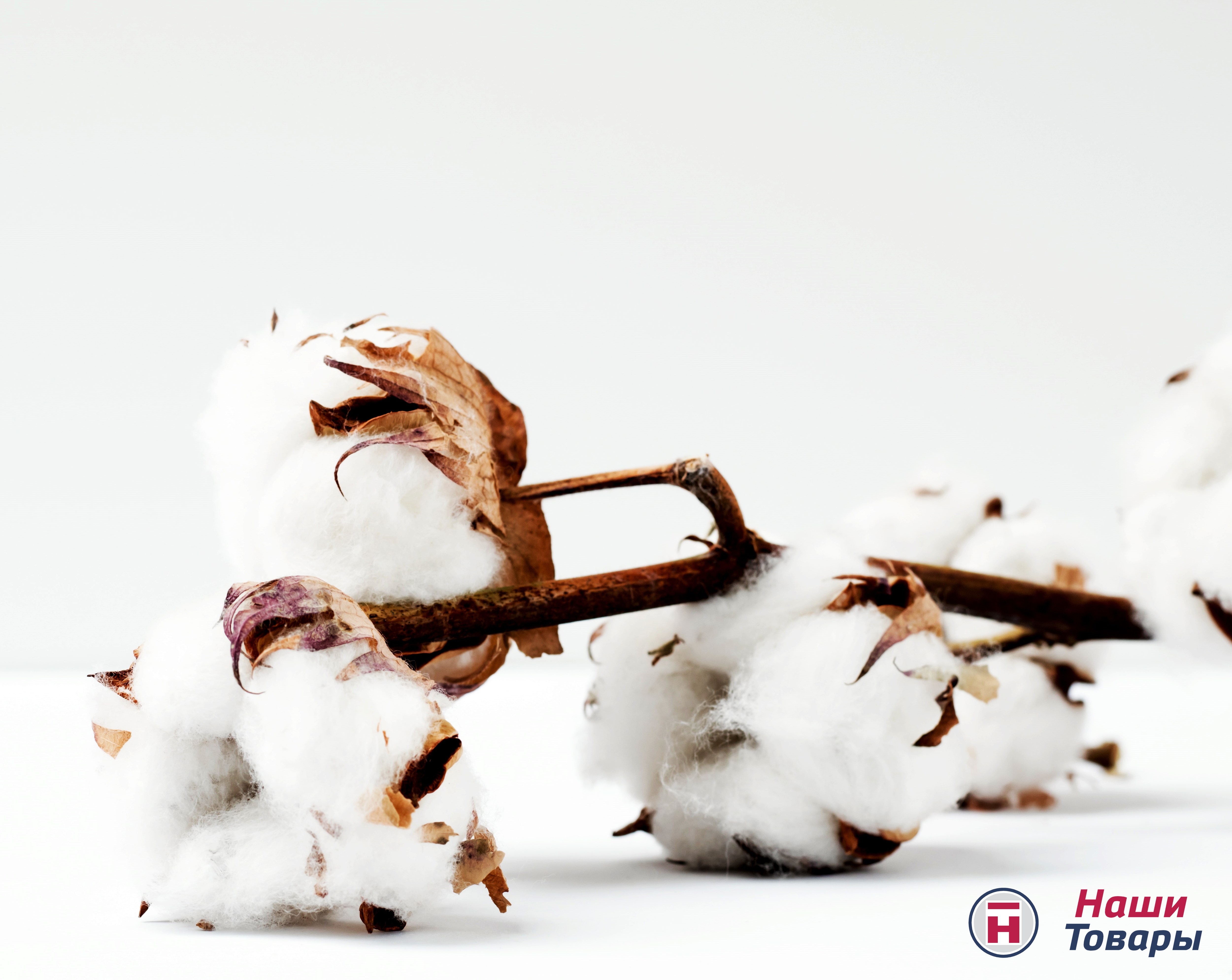 хлопок растение нежность 