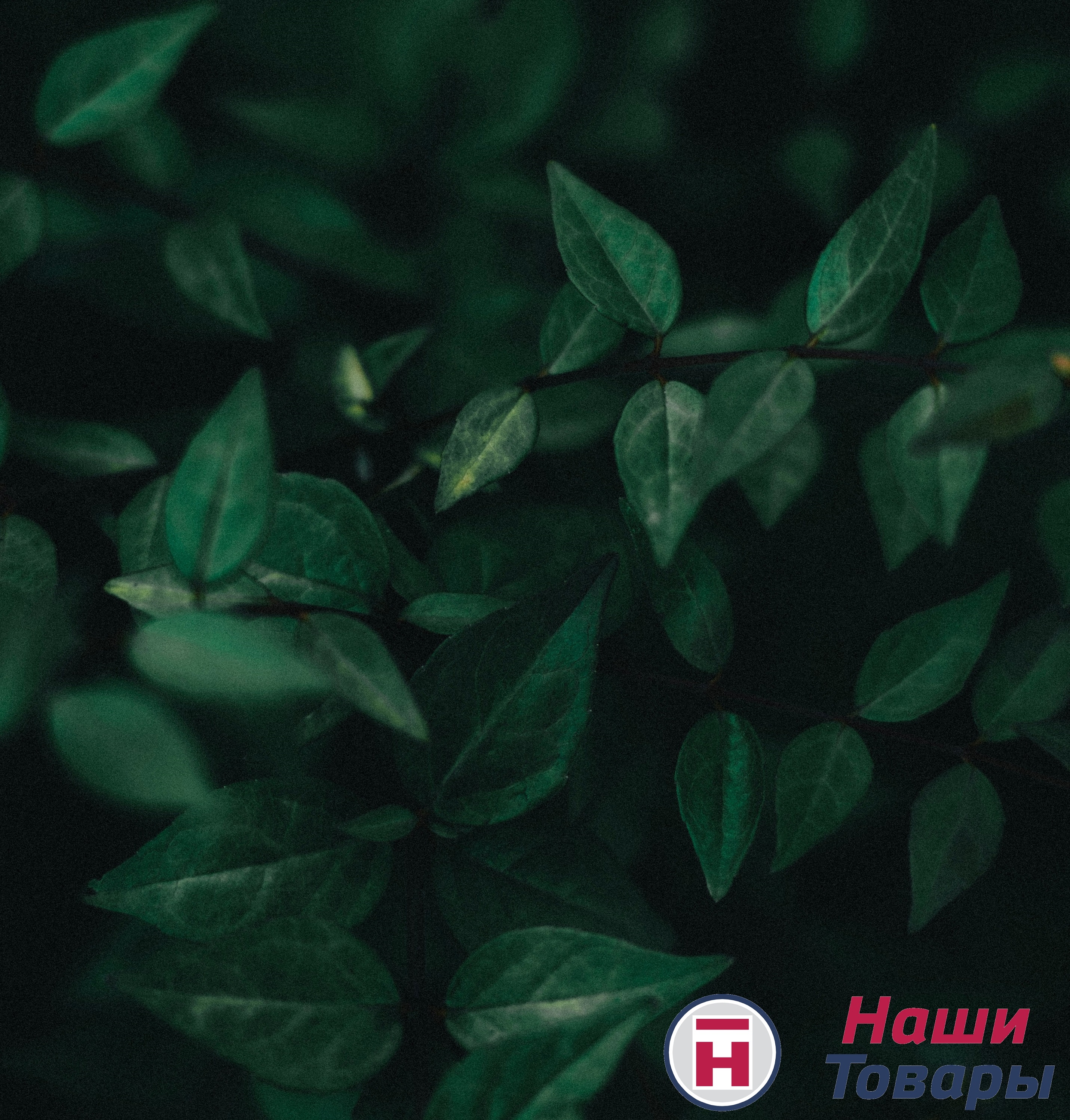 зелень трава цветы