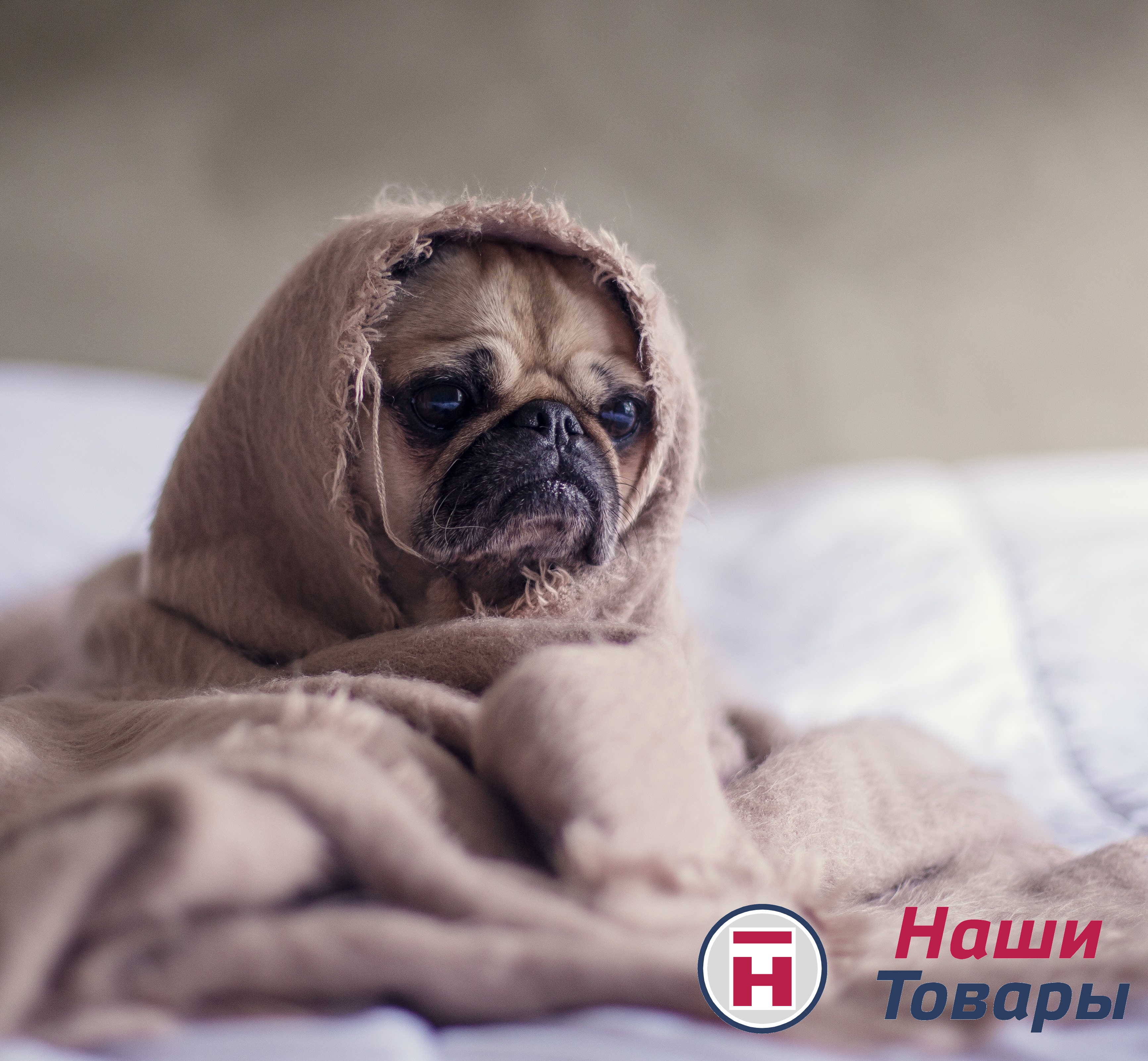 мопс собака грусть  осень 