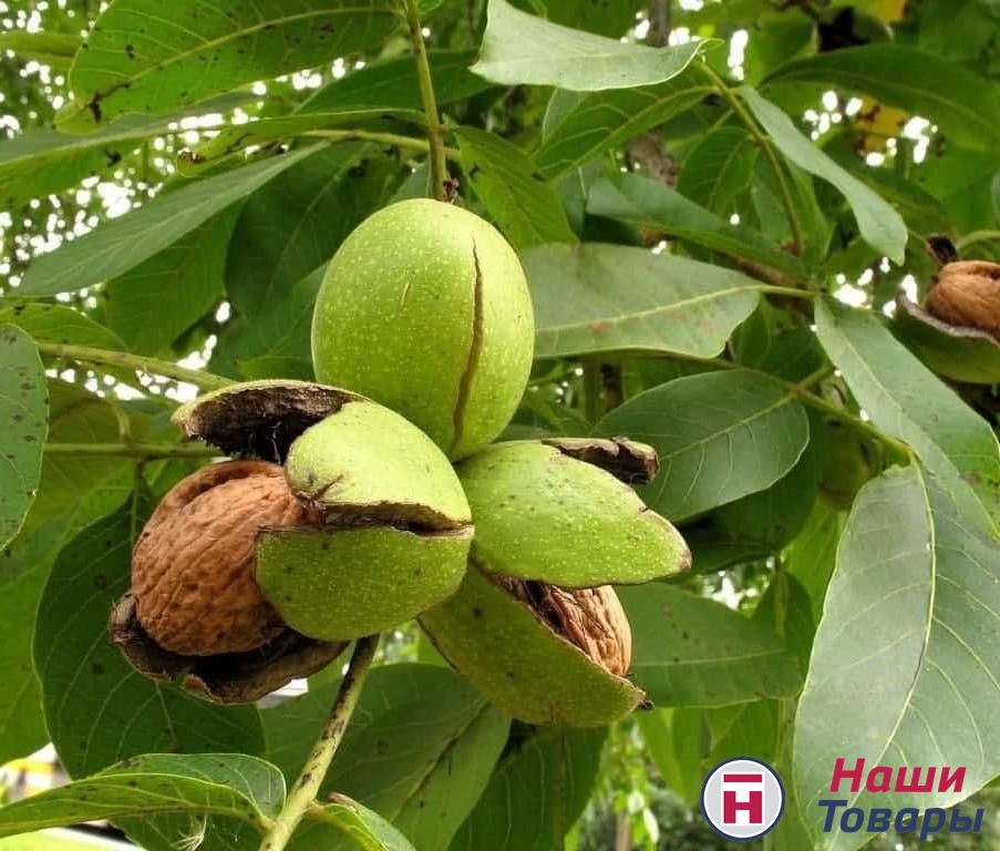 Грецкий орех