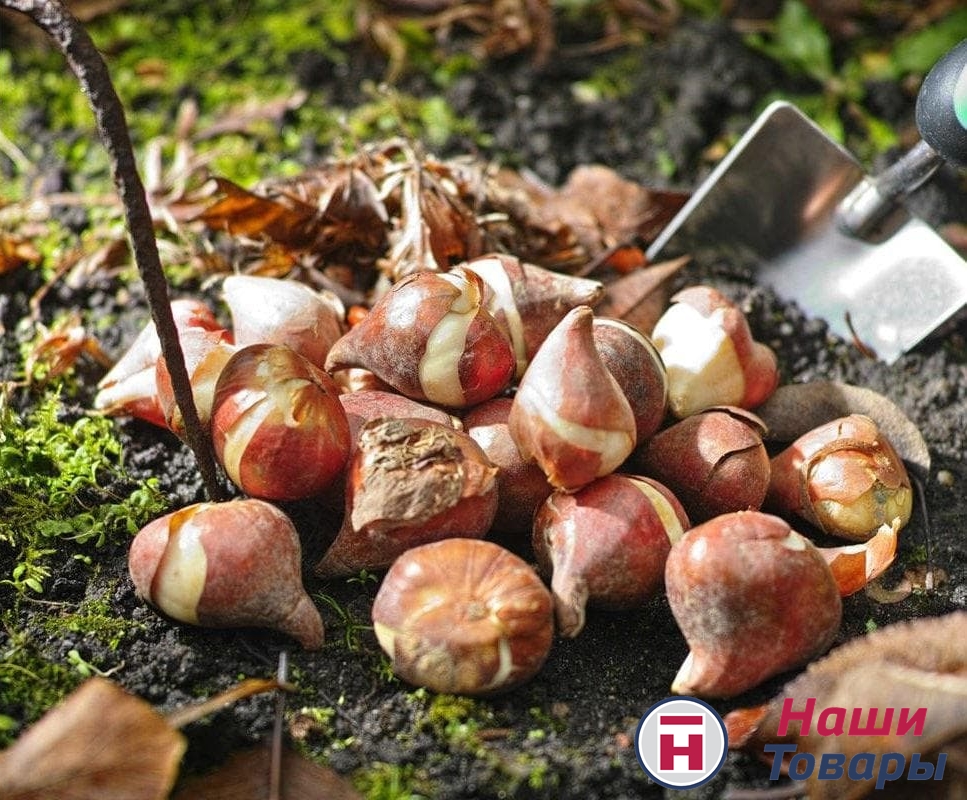 Луковицы цветов